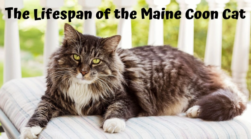 Maine Coon lifespan