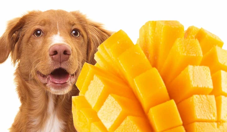 mango for dogs mango for dogs