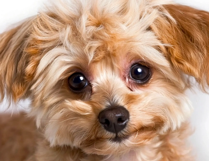 yorkiepoo full grown