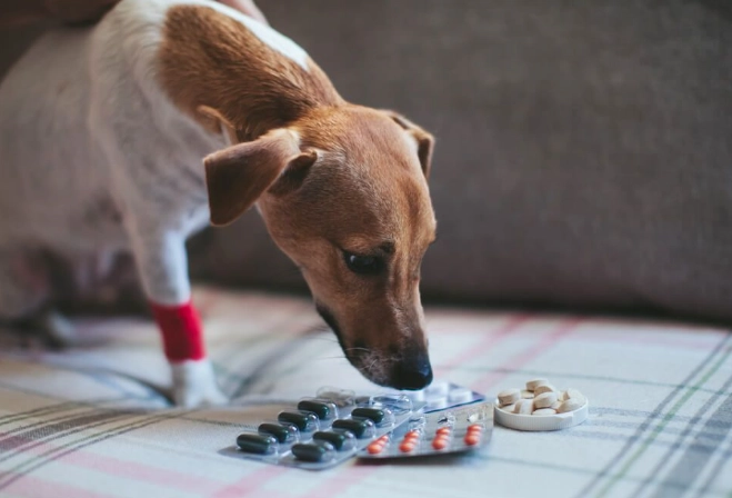 safe pain meds for dogs safe pain meds for dogs