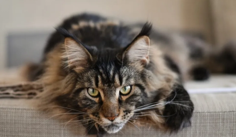 Maine Coon life expectancy
