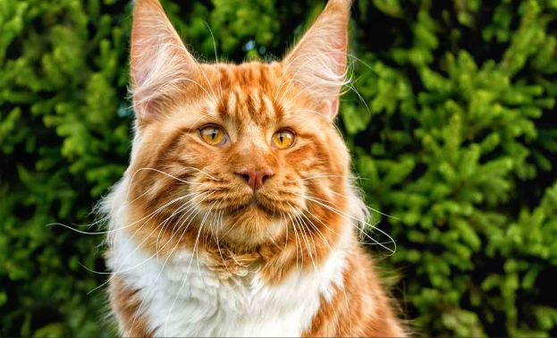 big domestic cats big domestic cats