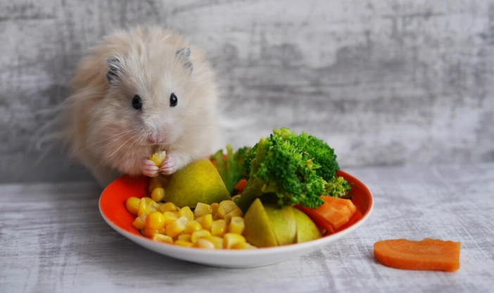 hamster food list