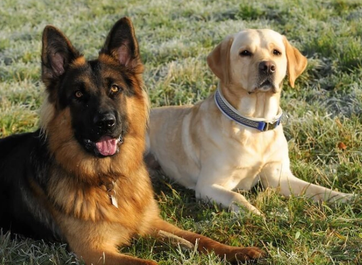 german shepherd lab mix german shepherd lab mix