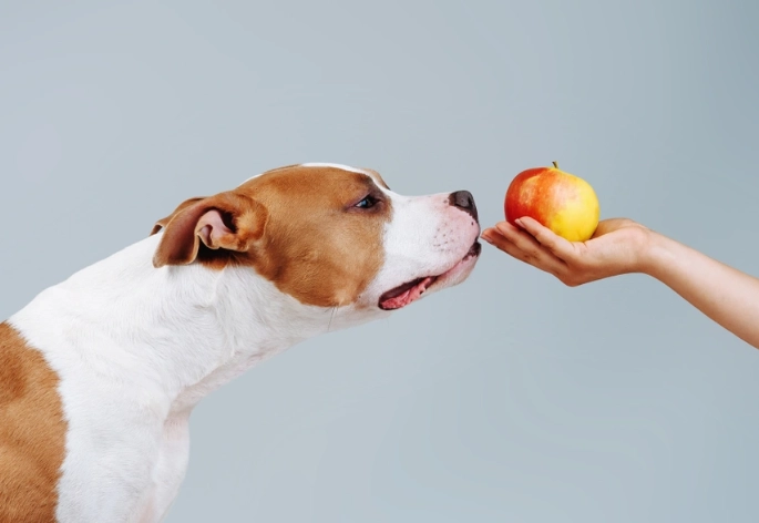 can dogs eat apples