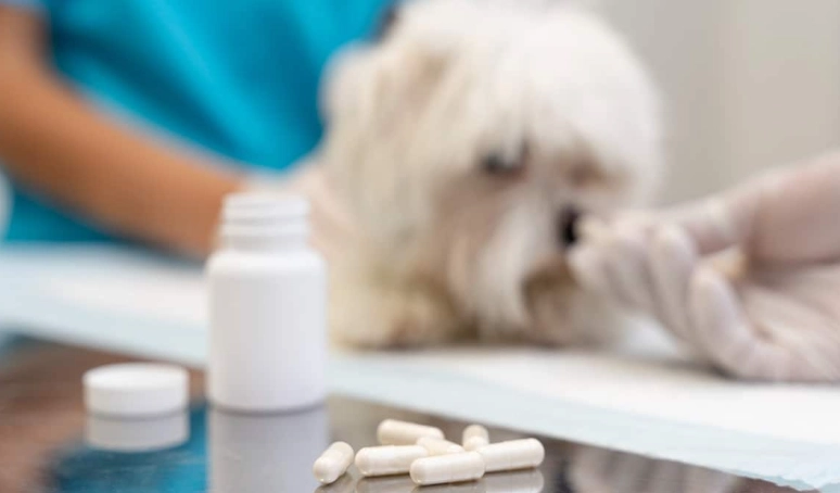 dog pain relief dog pain relief