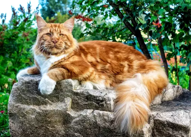 big domestic cats big domestic cats