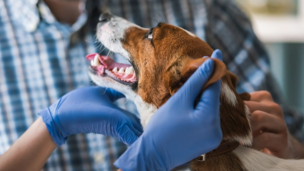 dog antibiotic cefpodoxime