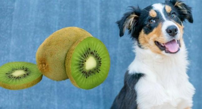 is kiwi good for dogs