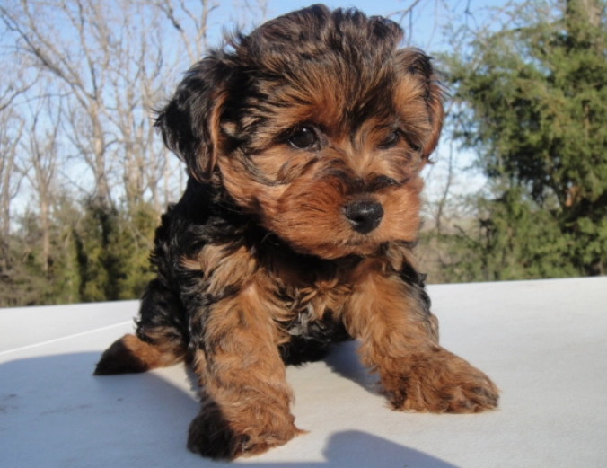 yorkie poo puppy