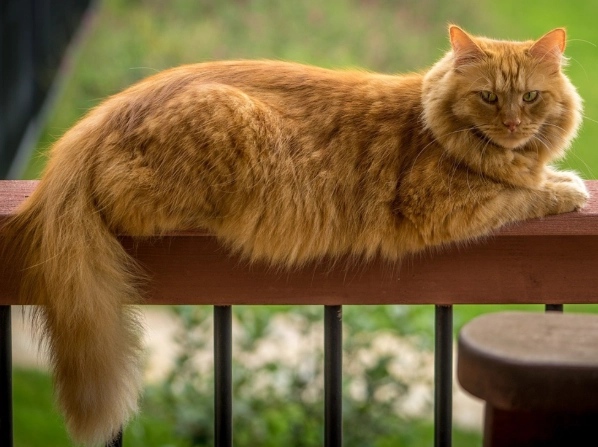 big domestic cats big domestic cats