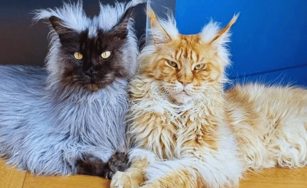 giant house cat breeds giant house cat breeds