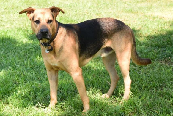 labrador german shepherd mix labrador german shepherd mix