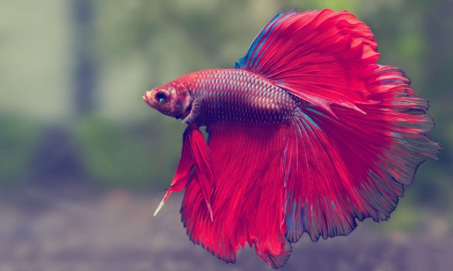 betta fish tank setup