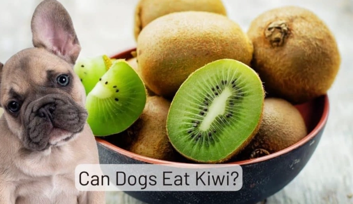 can dogs eat kiwi fruit