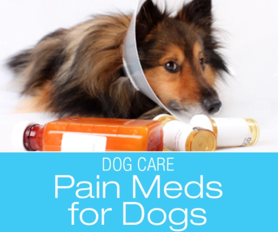 canine arthritis medication canine arthritis medication
