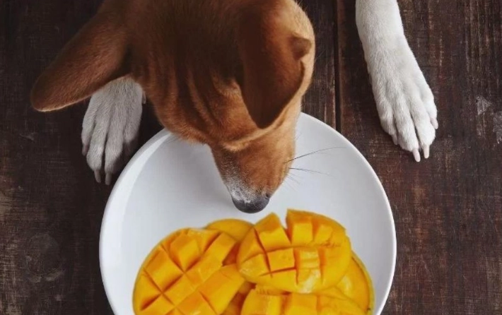 is mango safe for dogs is mango safe for dogs