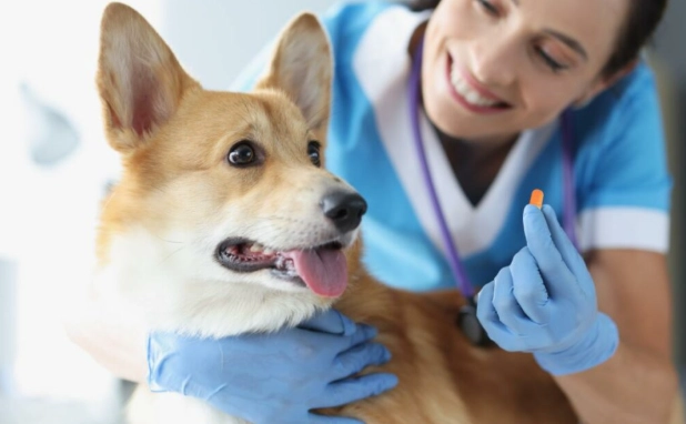 dog antibiotic cefpodoxime