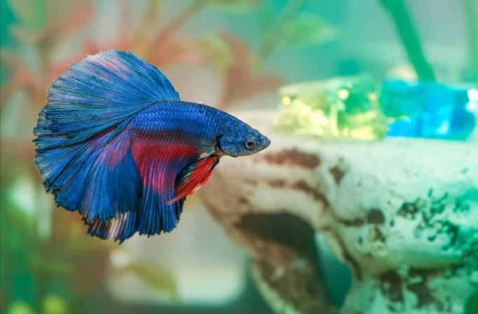 betta fish tank setup