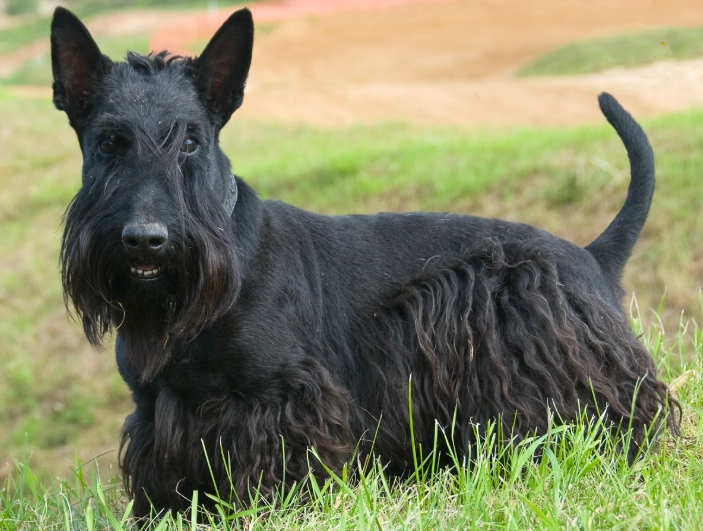 scottie dog