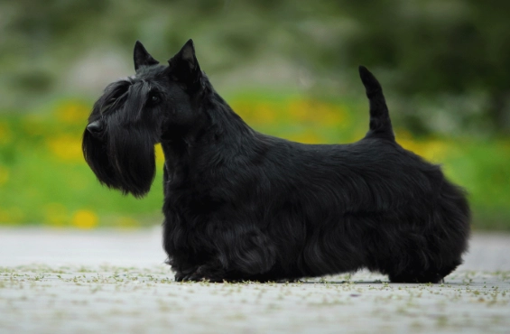 scottie dog