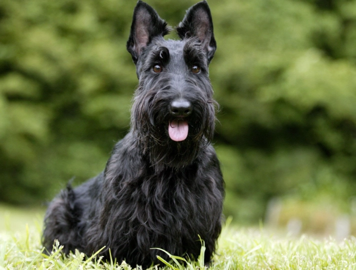 scottish terrier personality