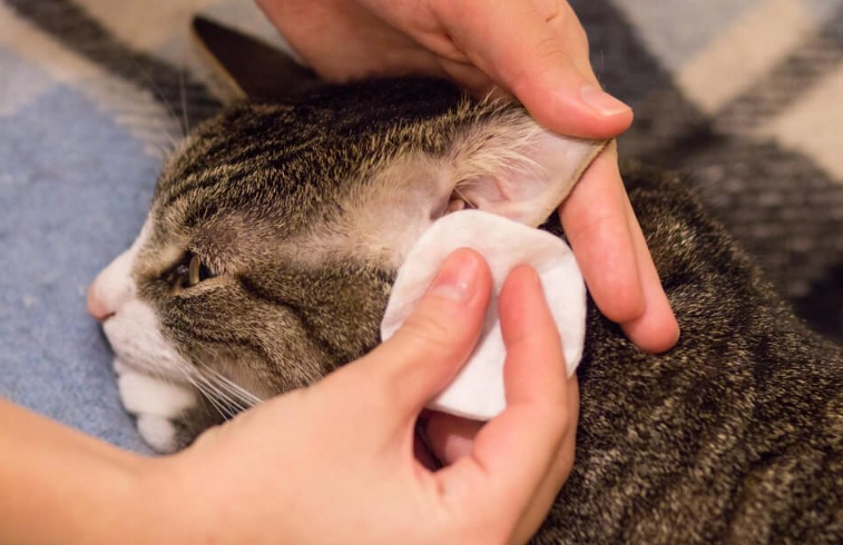 cat ear mites treatment
