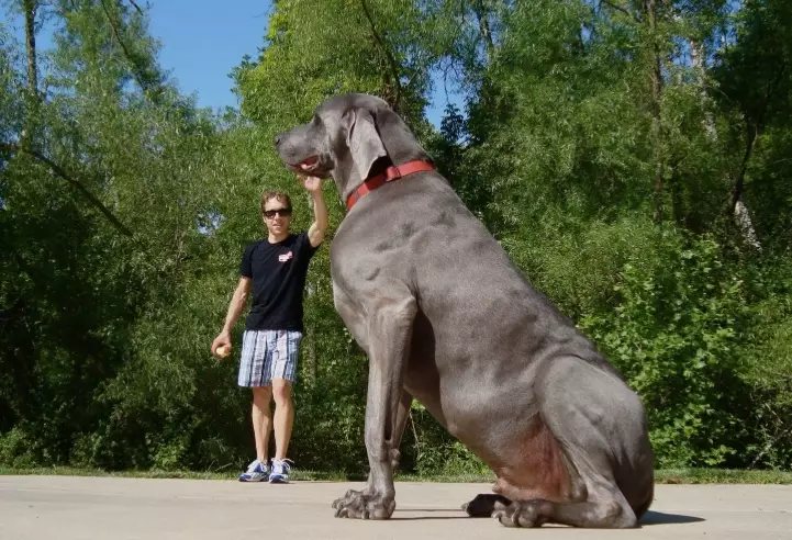 biggest dog breed