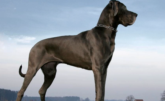 giant dog breeds