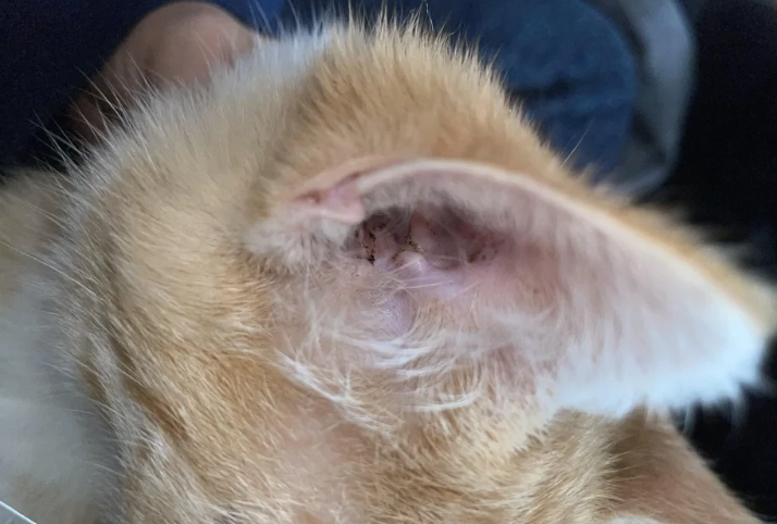 ear mite symptoms in cats