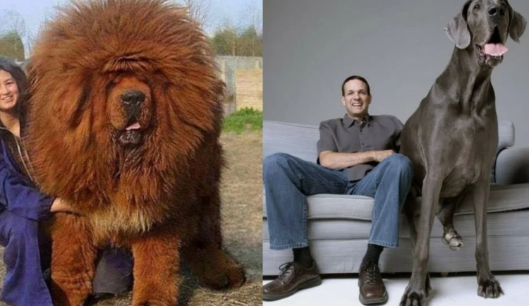 biggest dog breed