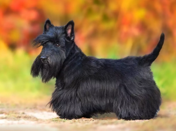 scottish terrier personality