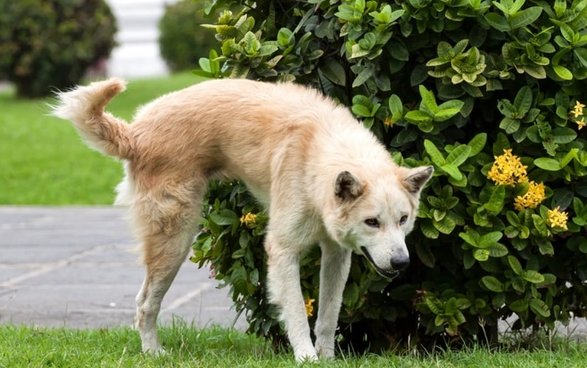 hematuria in dogs hematuria in dogs