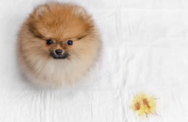 dog peeing blood dog peeing blood