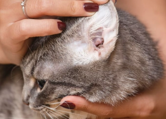 ear mite symptoms in cats