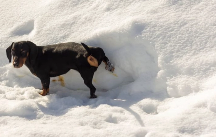 hematuria in dogs hematuria in dogs