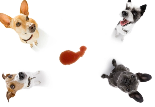 hematuria in dogs hematuria in dogs