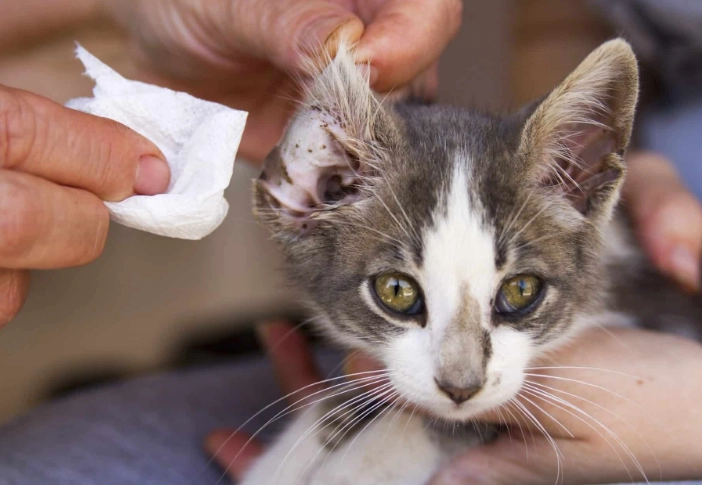cat ear mites treatment