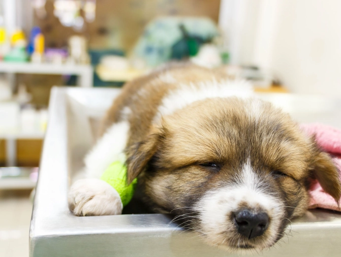 canine parvovirus signs