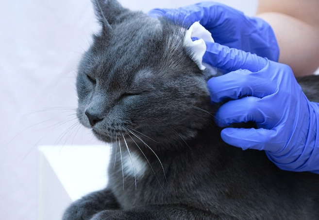 cat ear mites treatment