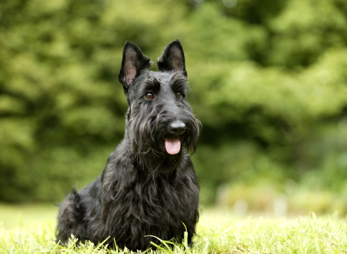 scottish terrier personality