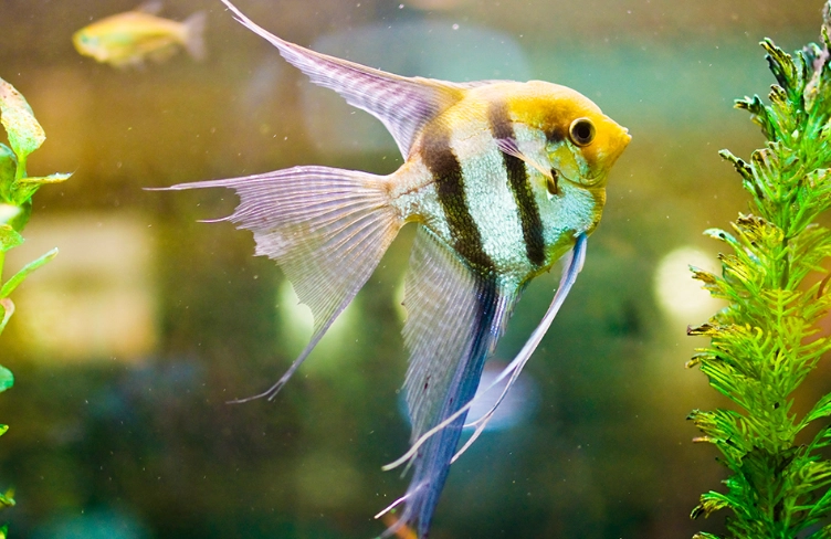 freshwater angelfish