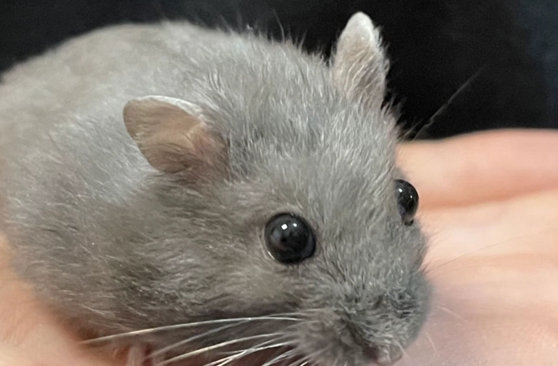 dwarf hamster
