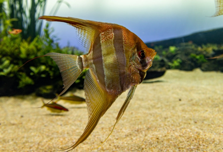 angelfish tank mates