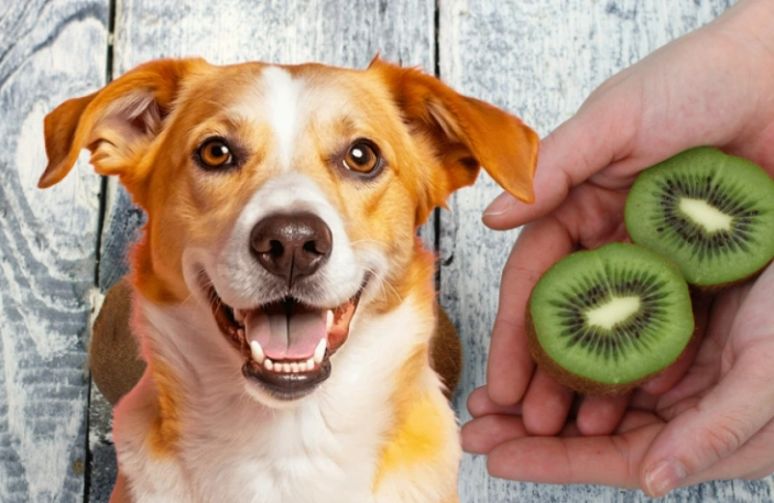 is kiwi safe for dogs