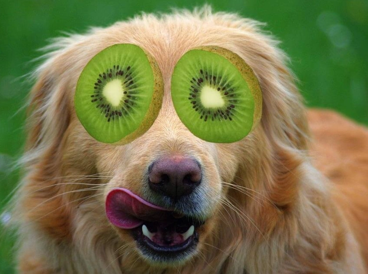 can dogs eat kiwi