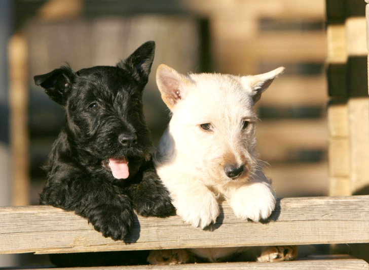 Scottie dog care Scottie dog care