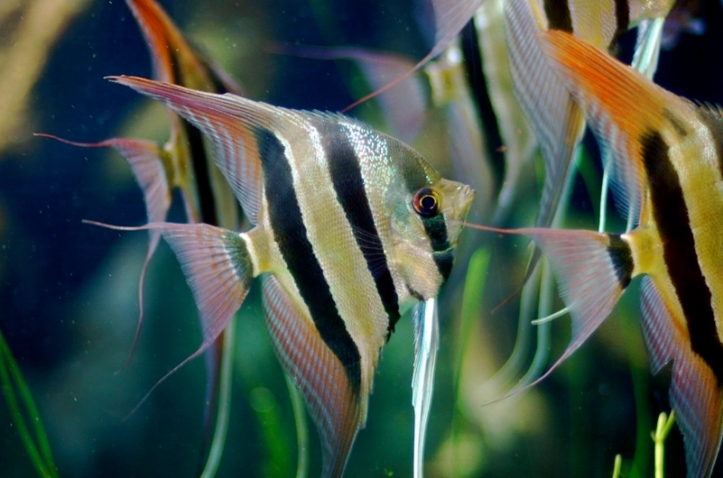 angelfish tank mates