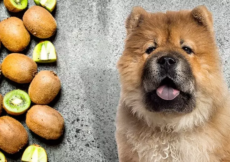 kiwi for dogs