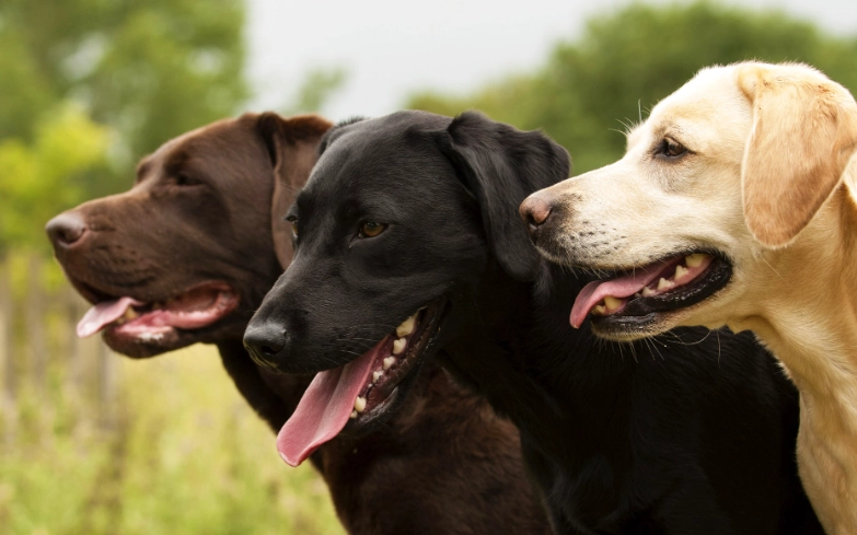 labrador dog breed labrador dog breed